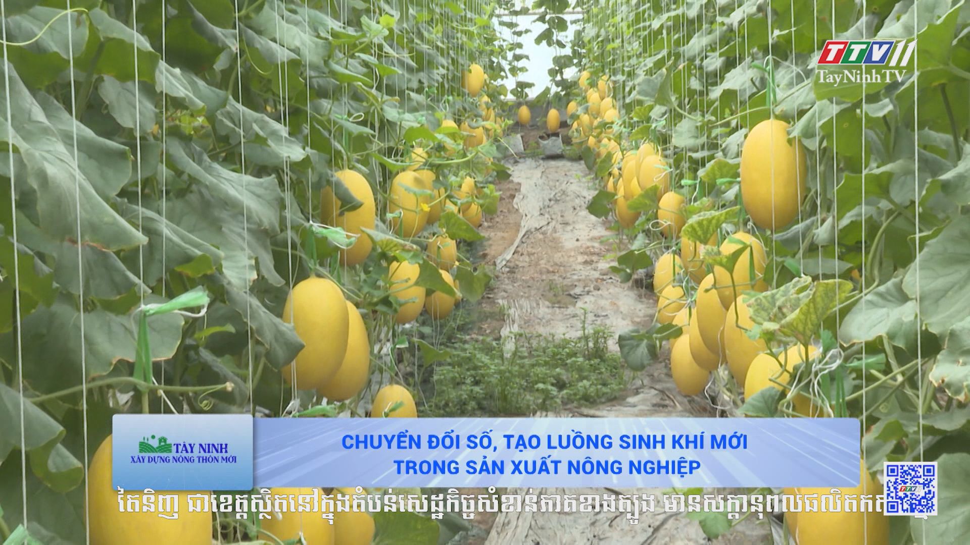 Chuyển đổi số, tạo luồng sinh khí mới trong sản xuất nông nghiệp | TÂY NINH XÂY DỰNG NÔNG THÔN MỚI | TayNinhTV